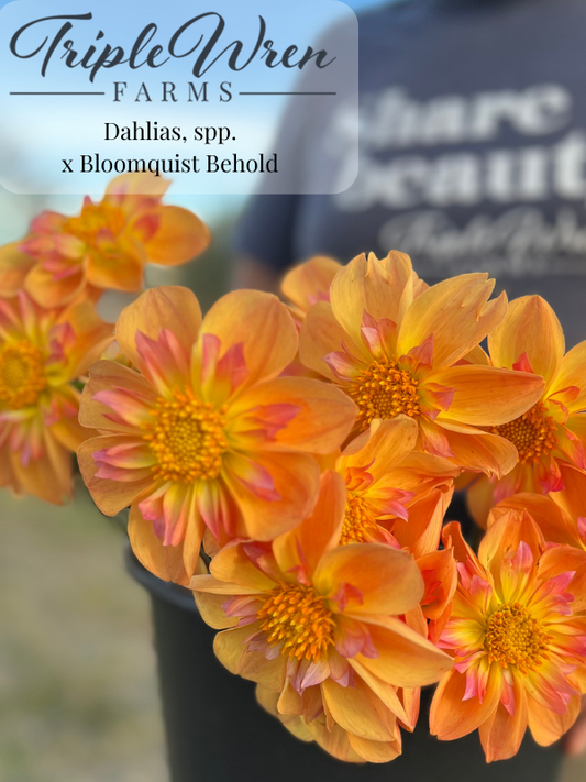 Dahlia seeds crossed with Bloomquist Behold