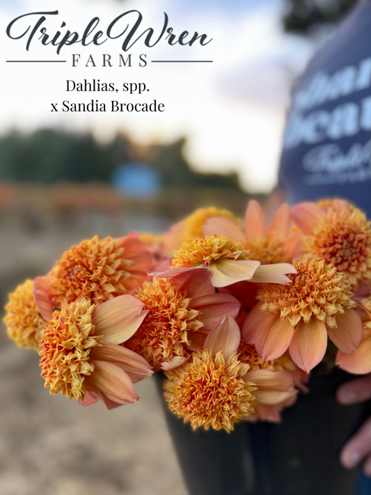 Dahlia Seeds from x Sandia Brocade crossings