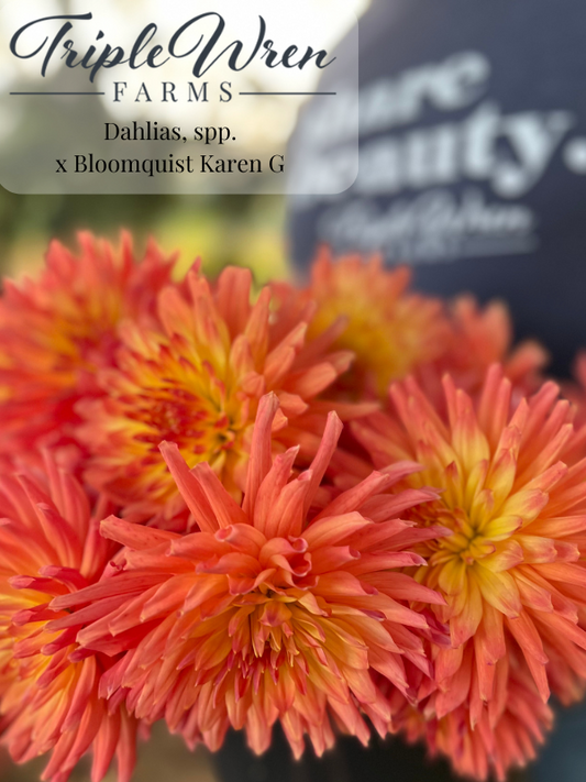 Dahlia seeds crossed with Bloomquist Karen G