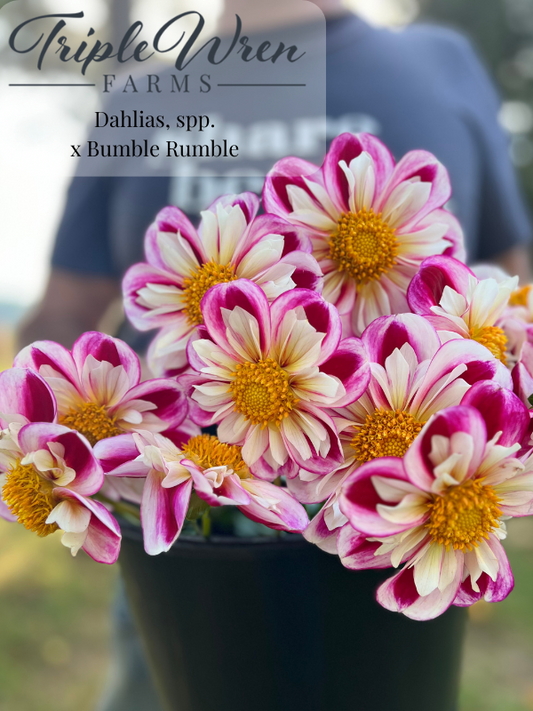 Dahlia seeds crossed with Bumble Rumble
