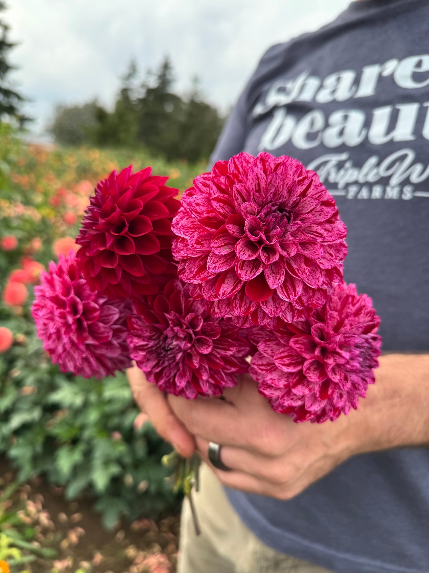 Danny Boy Dahlia Tubers from Triple Wren Farms