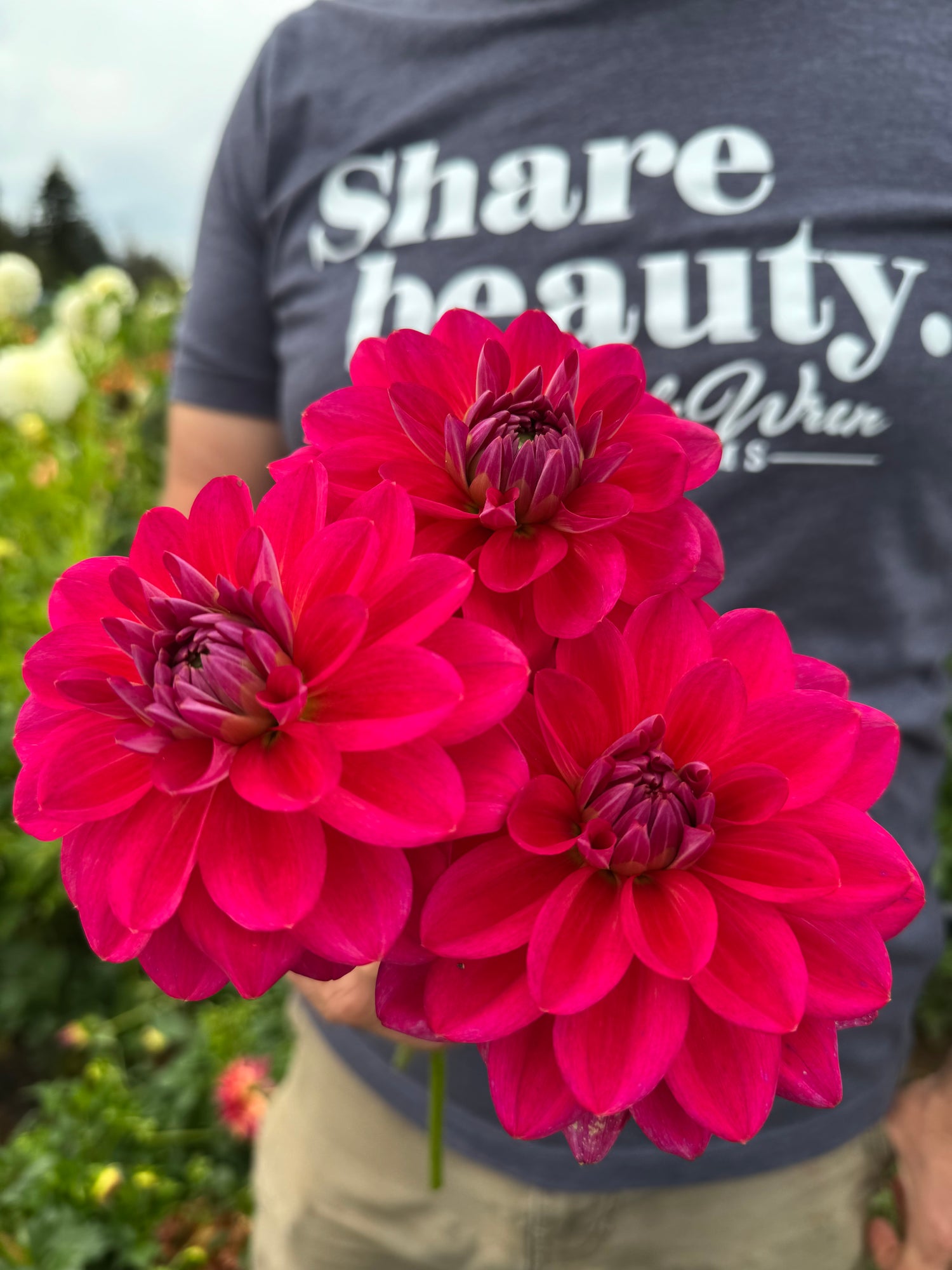 Dazzle Me Dahlia Tubers