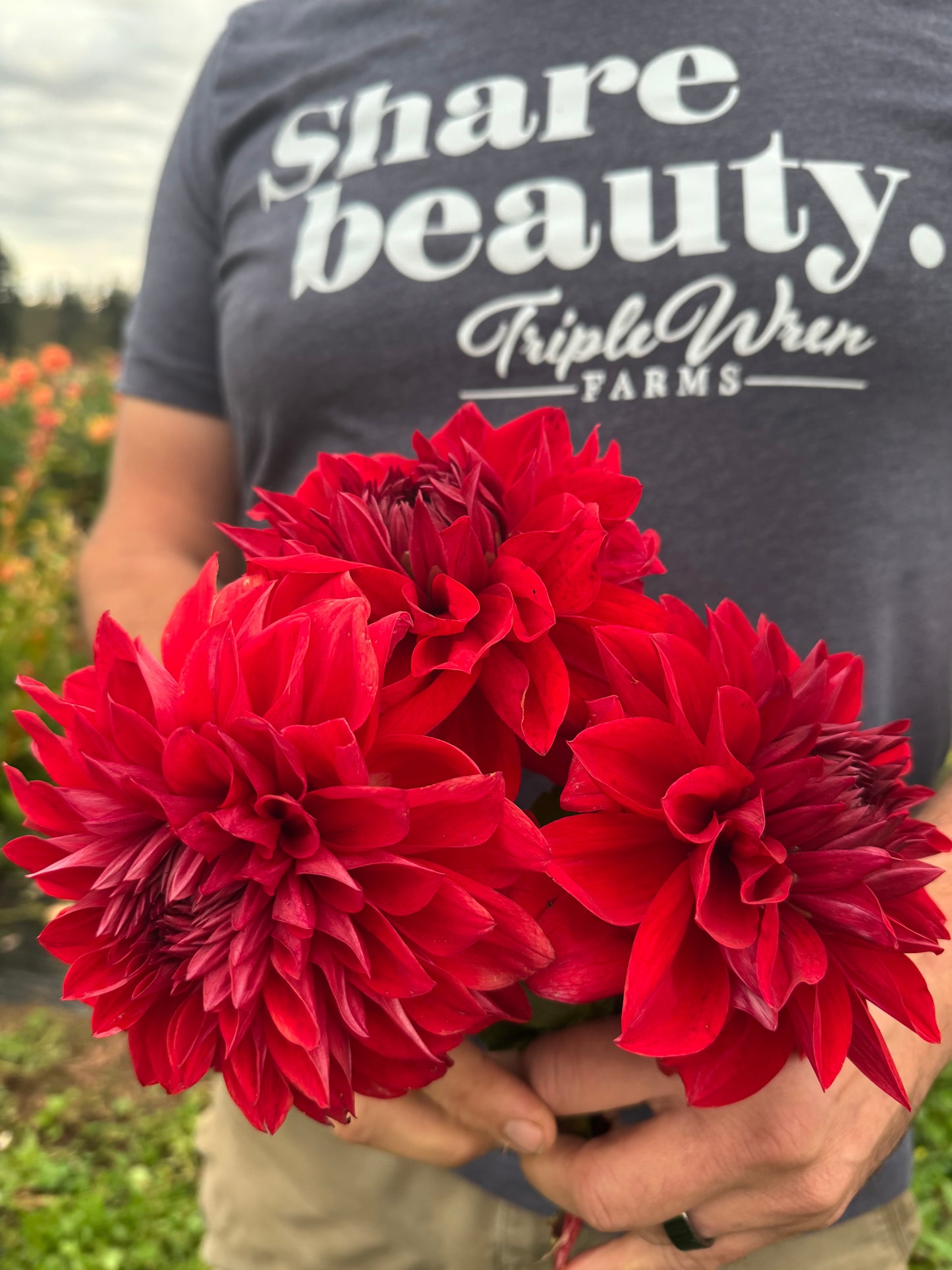 Drummer Boy Dahlias