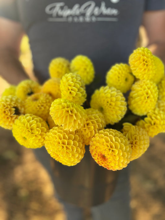 Yellow Bloomquist Peaceful dahlia tubers from Triple Wren Farms