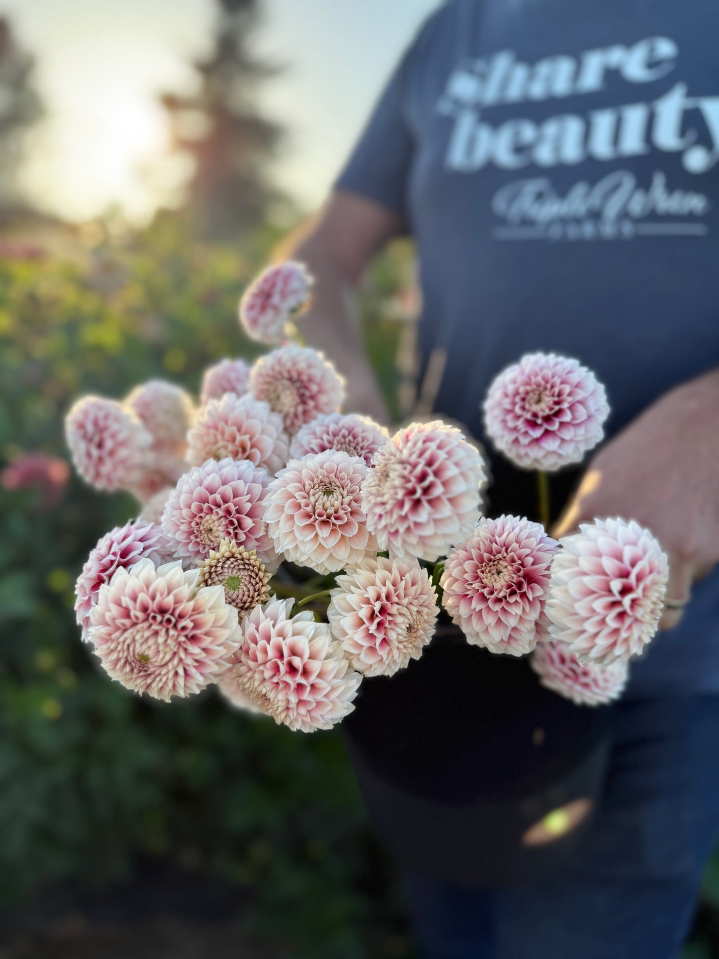 Bloomquist Fairytale Dahlia Tuber