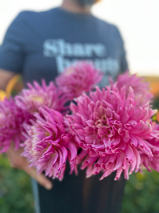 But Bloomquist English dahlia tubers from Triple Wren Farms 