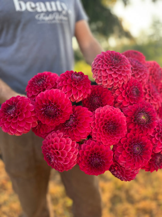 Viva's Boho Rose Dahlia Tuber