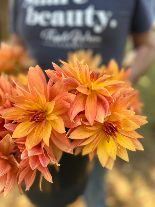 Orange and Yellow and Peach and Burnt Orange Bloomquist Orion dahlia tubers from Triple Wren Farms