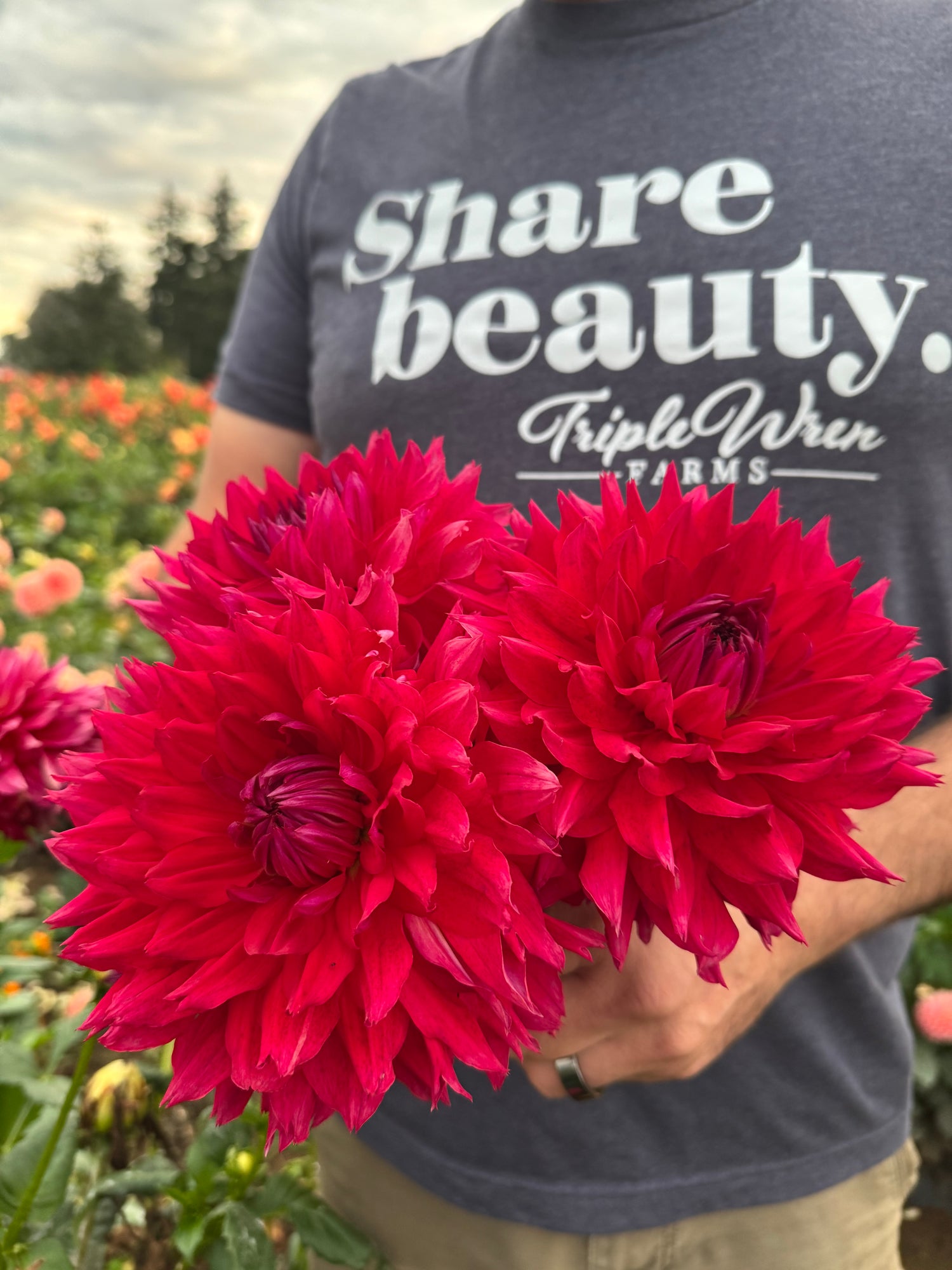 Elks Lips on Fire Dahlias Tubers