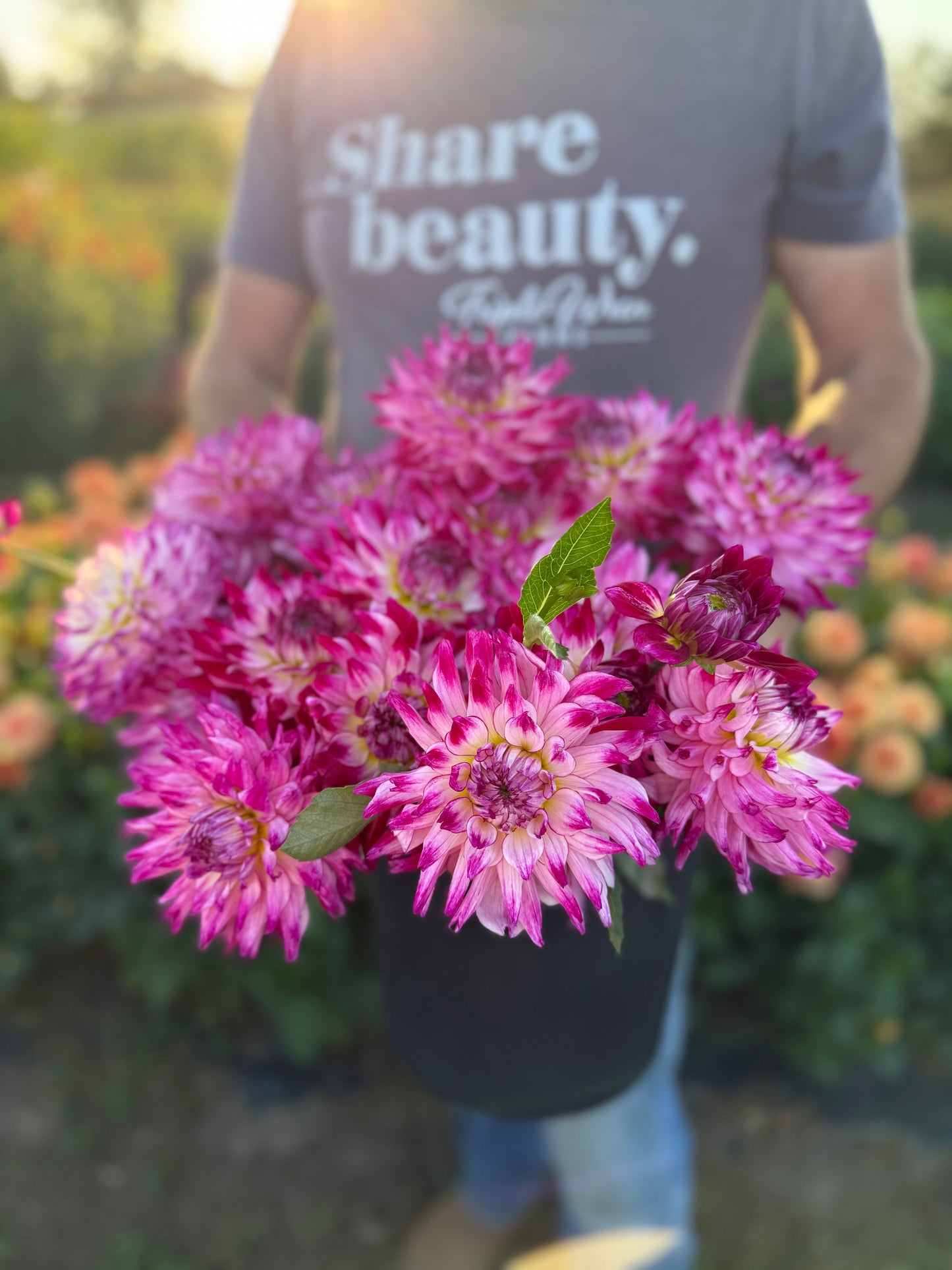 Enchantress Dahlia Tuber