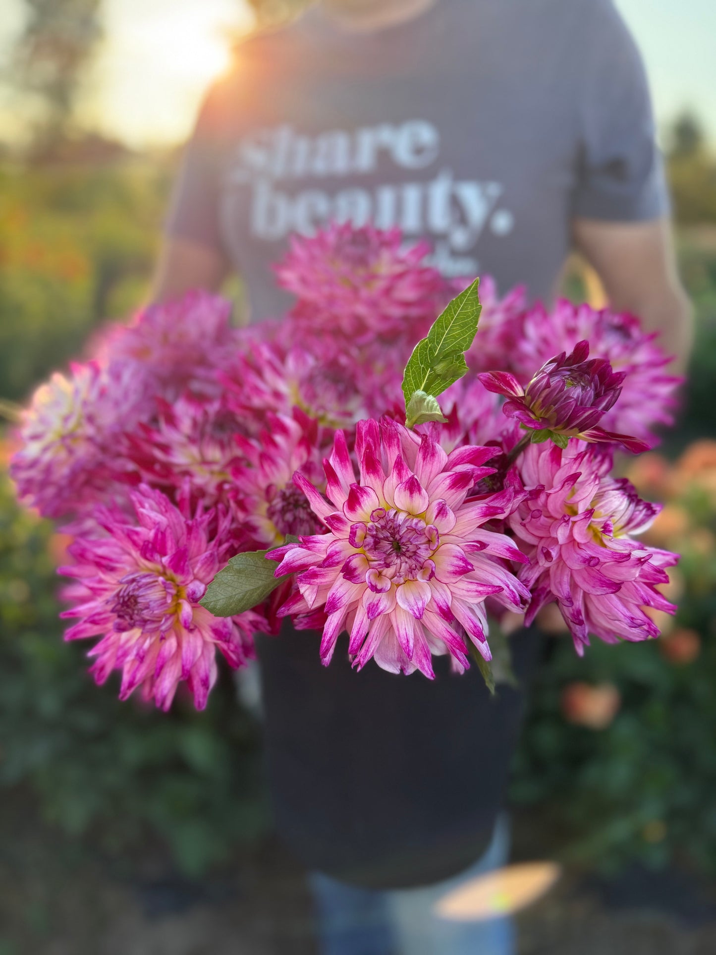 Enchantress Dahlia Tuber