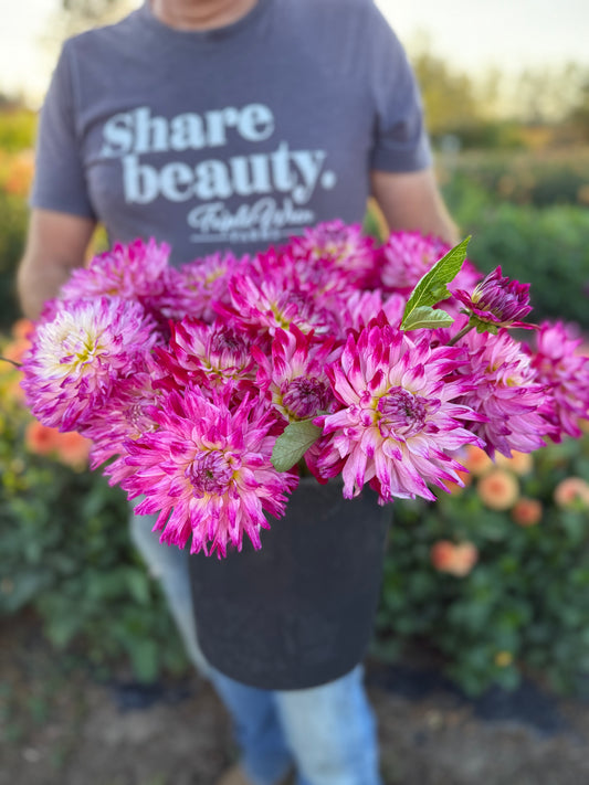 Enchantress Dahlia Tuber