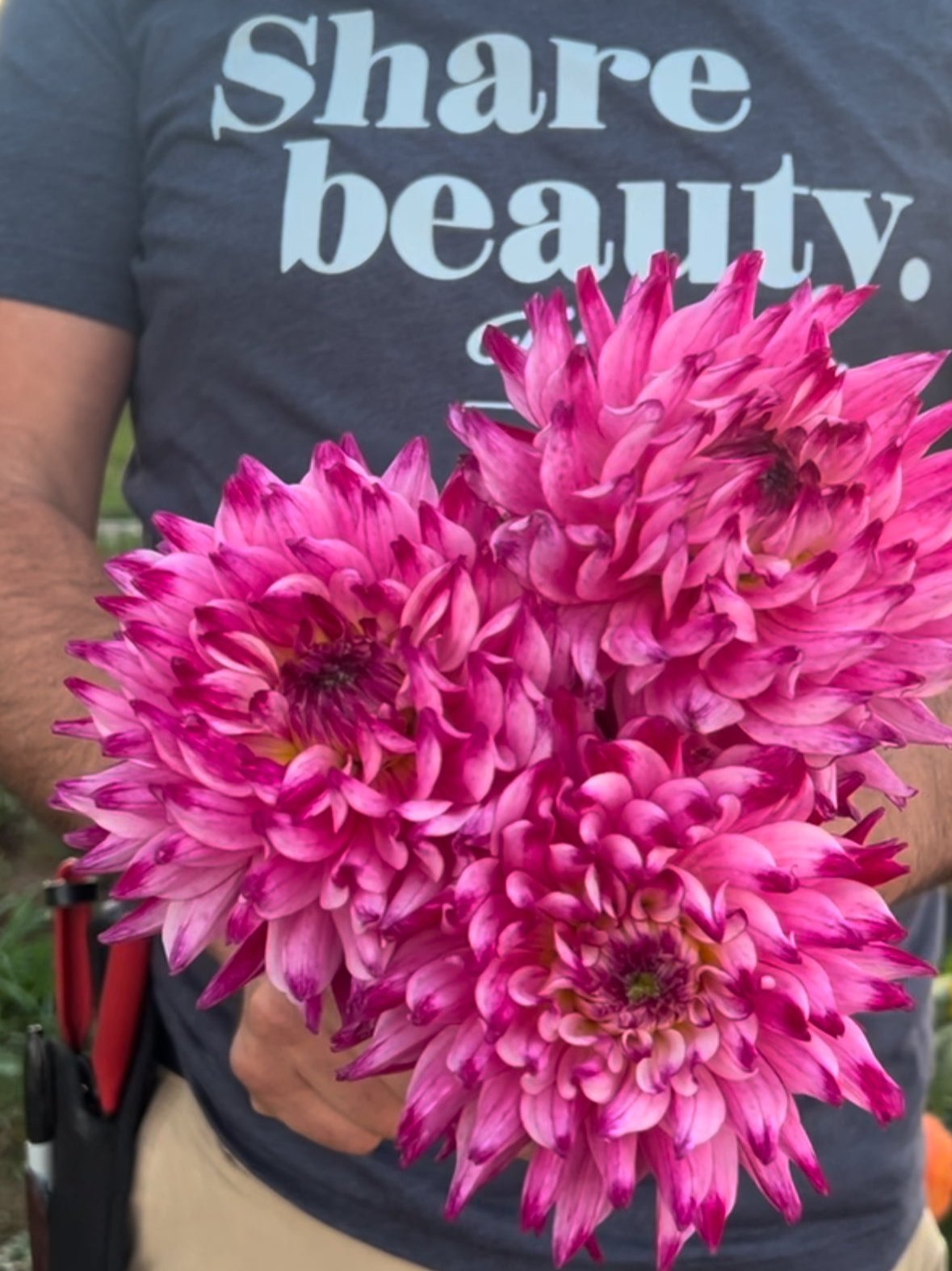 Buy Enchantress Dahlia tubers from Triple Wren Farms