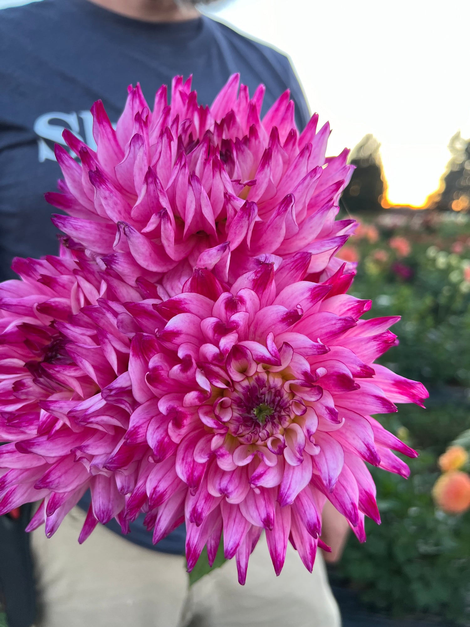 Buy Enchantress Dahlias from Triple Wren Farms