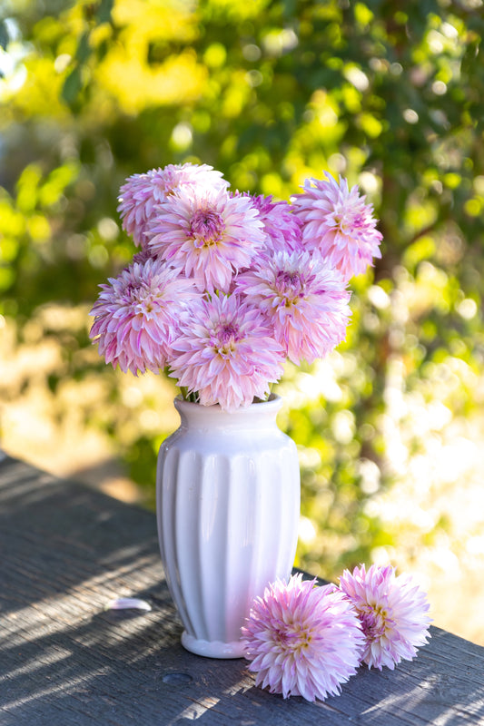 Bloomquist Endlessession Light Pink Dahlia in white vase Tissue Culture Rooted Cutting