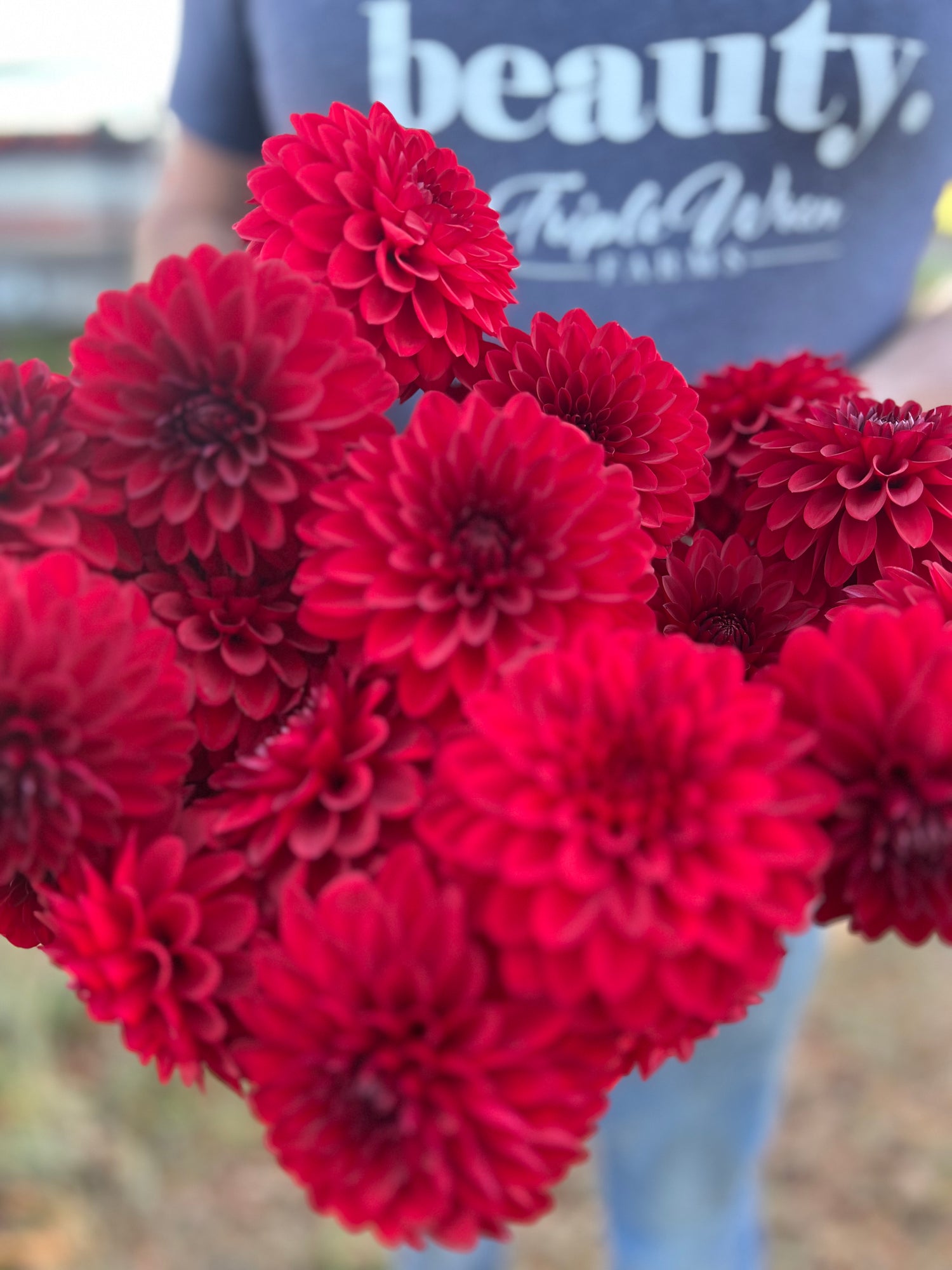 Buy KA's Cardinal Dahlia Tubers from Triple Wren Farms for your home garden