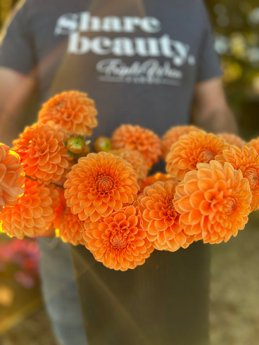 Jowey Nicky Dahlia Tuber from Triple Wren Farms