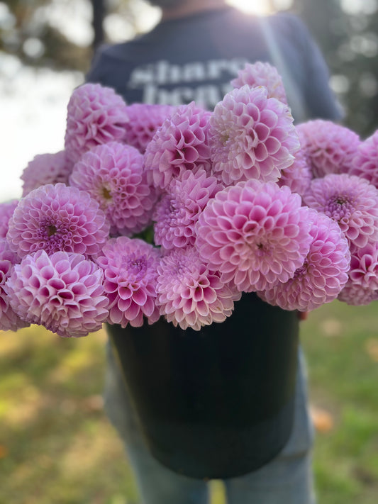 Snoho Sonia Dahlia Tuber