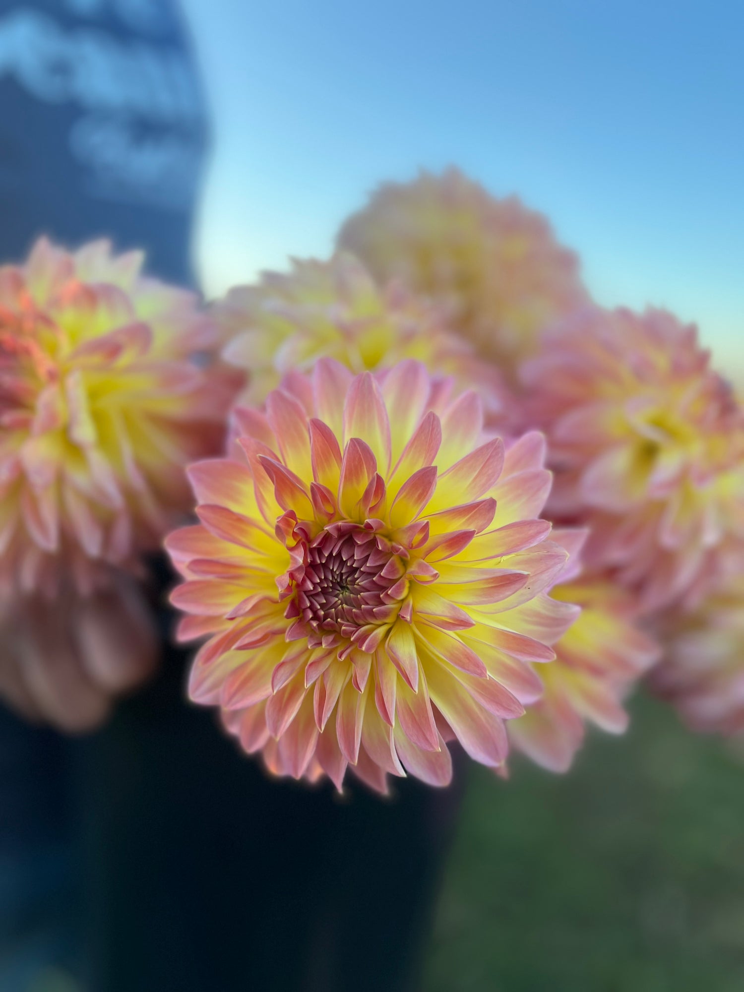 Bloomquist Jerry dahlia from Triple Wren Farms