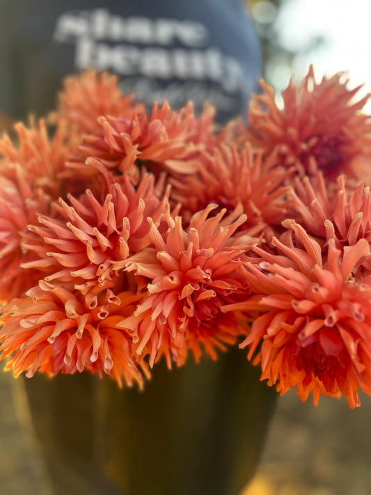 Terracotta Dahlia Tuber
