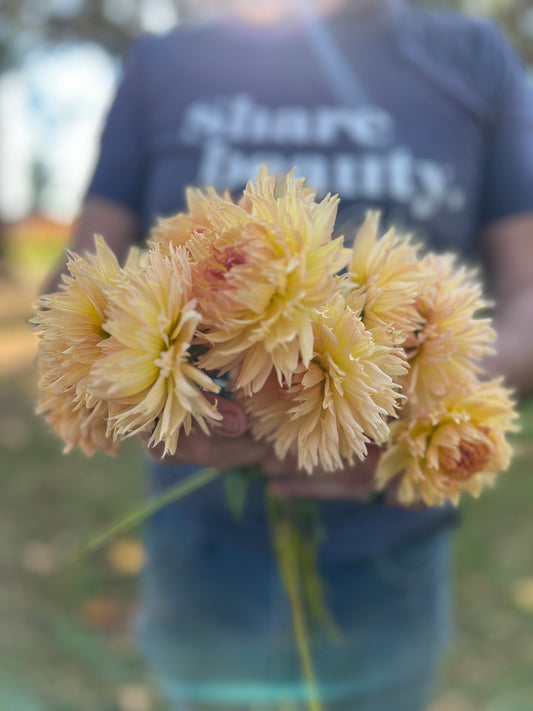 Lakeview Peach Fuzz Dahlia Tubers from Triple Wren Farms