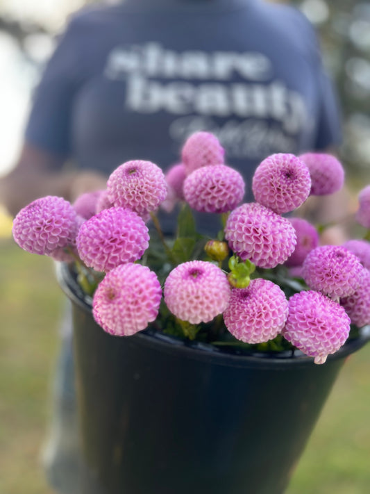 Pink and Purple and White and Plum Irish Speckles Dahlia Tuber from Triple Wren Farms