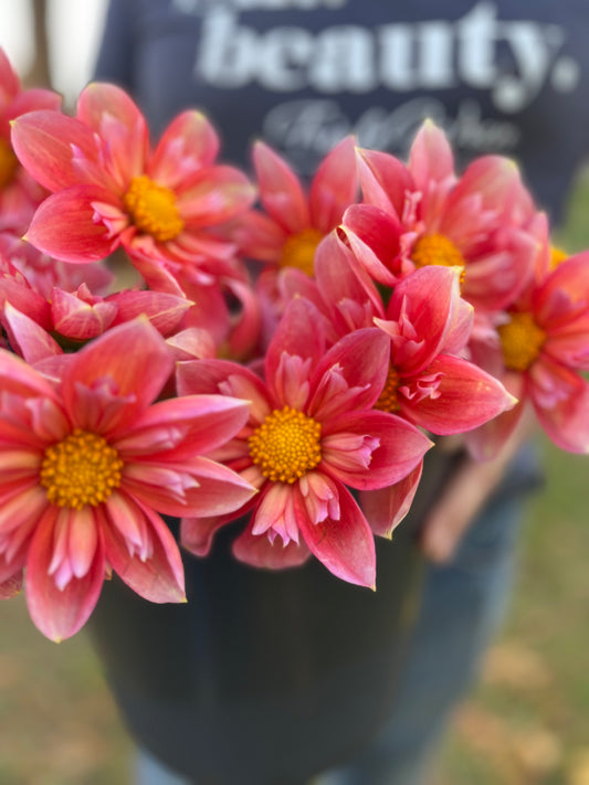 Pink and Coral and Blush Bloomquist Simple Dahlia Tubers from Triple Wren Farms