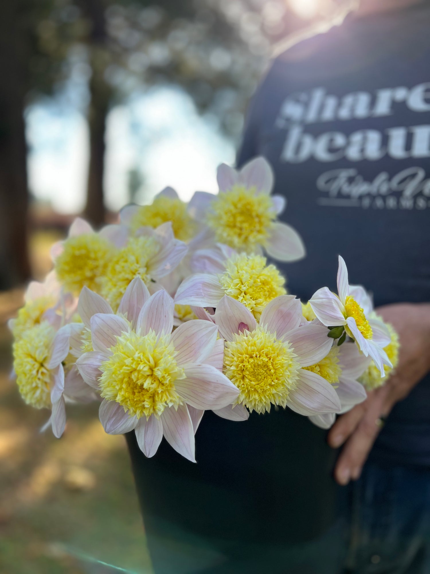 Bloomquist Morris dahlia tubers from Triple Wren Farms