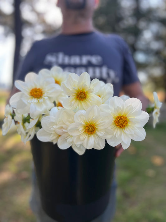 Bloomquist Brother dahlia tubers from Triple Wren Farms