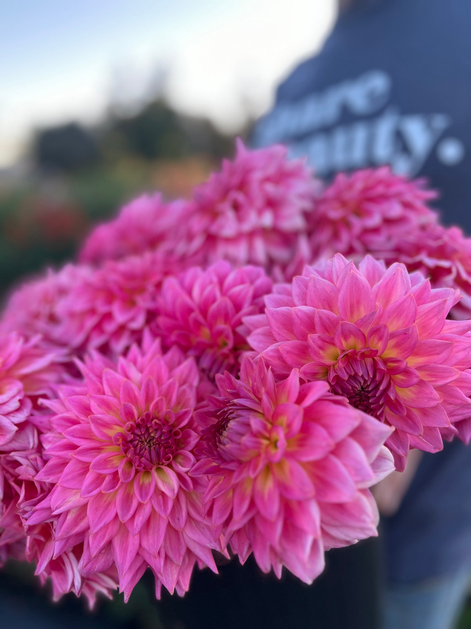 Buy Bloomquist Parasol dahlia tubers from Triple Wren Farms for your home garden