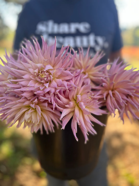 Wyn's Mauve Mist Dahlia Tubers from Triple Wren Farms