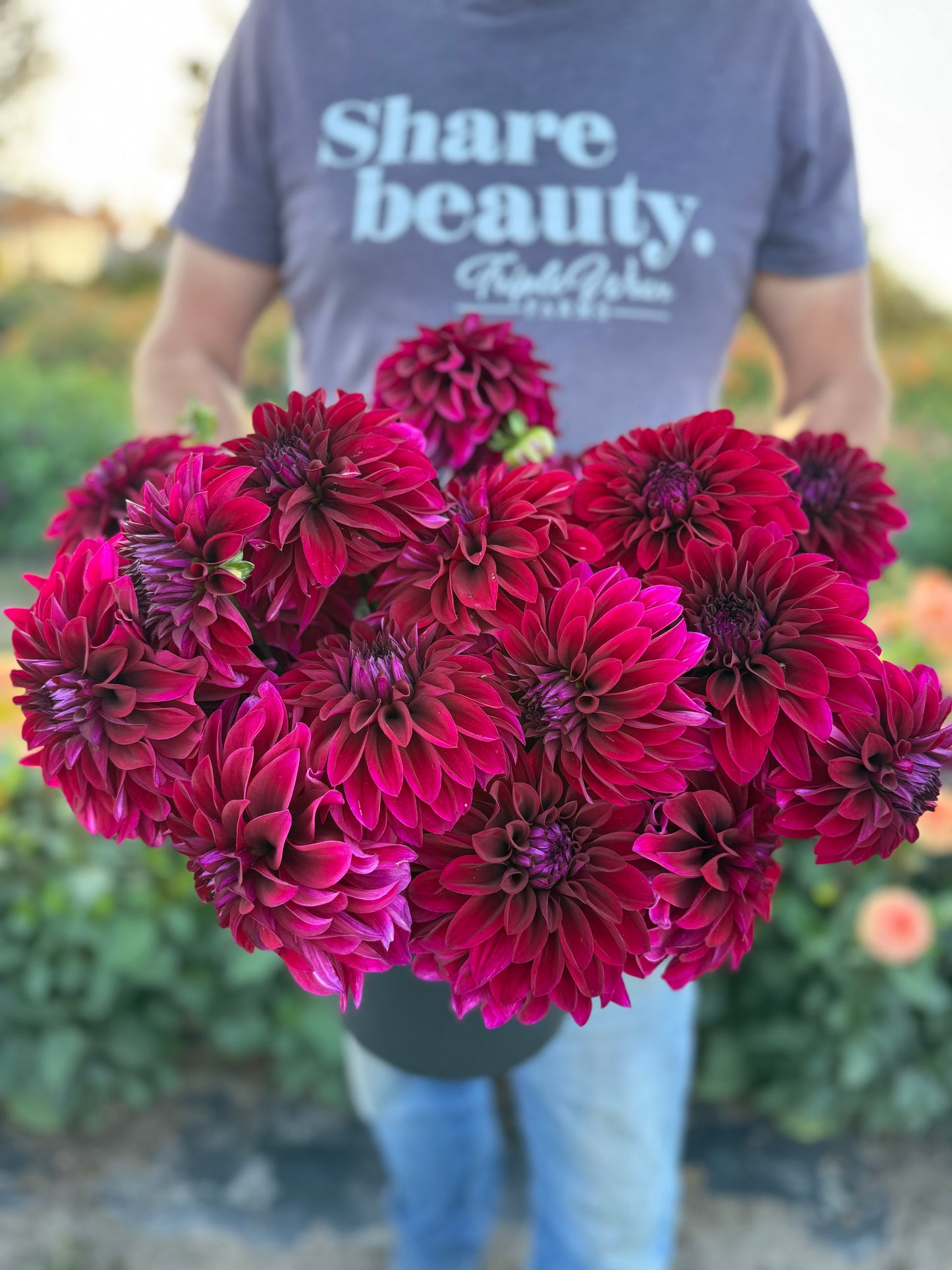 Ferncliff Midnight Dahlia Tuber