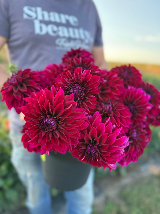 Ferncliff Midnight Dahlia Tuber