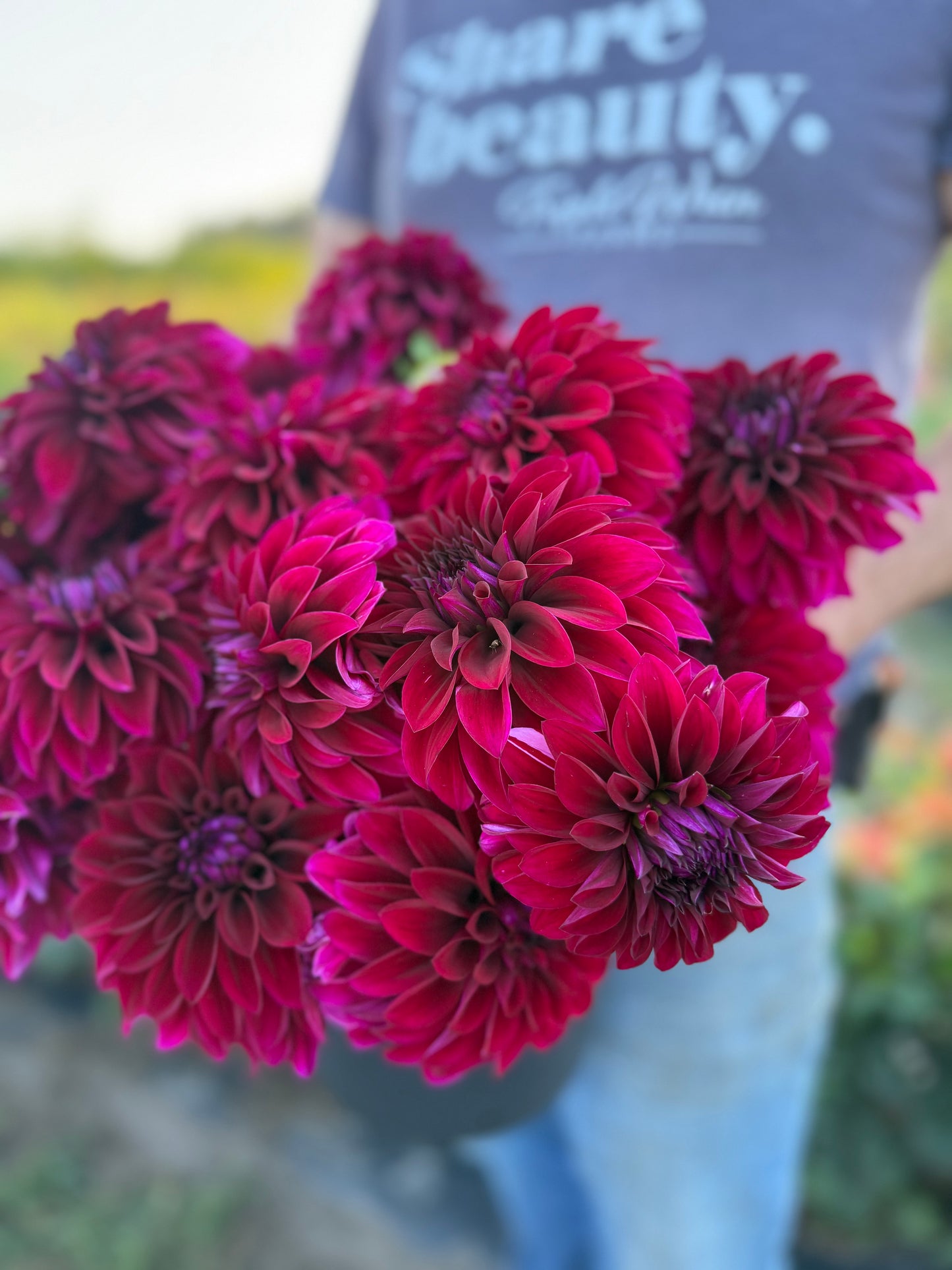 Ferncliff Midnight Dahlia Tuber