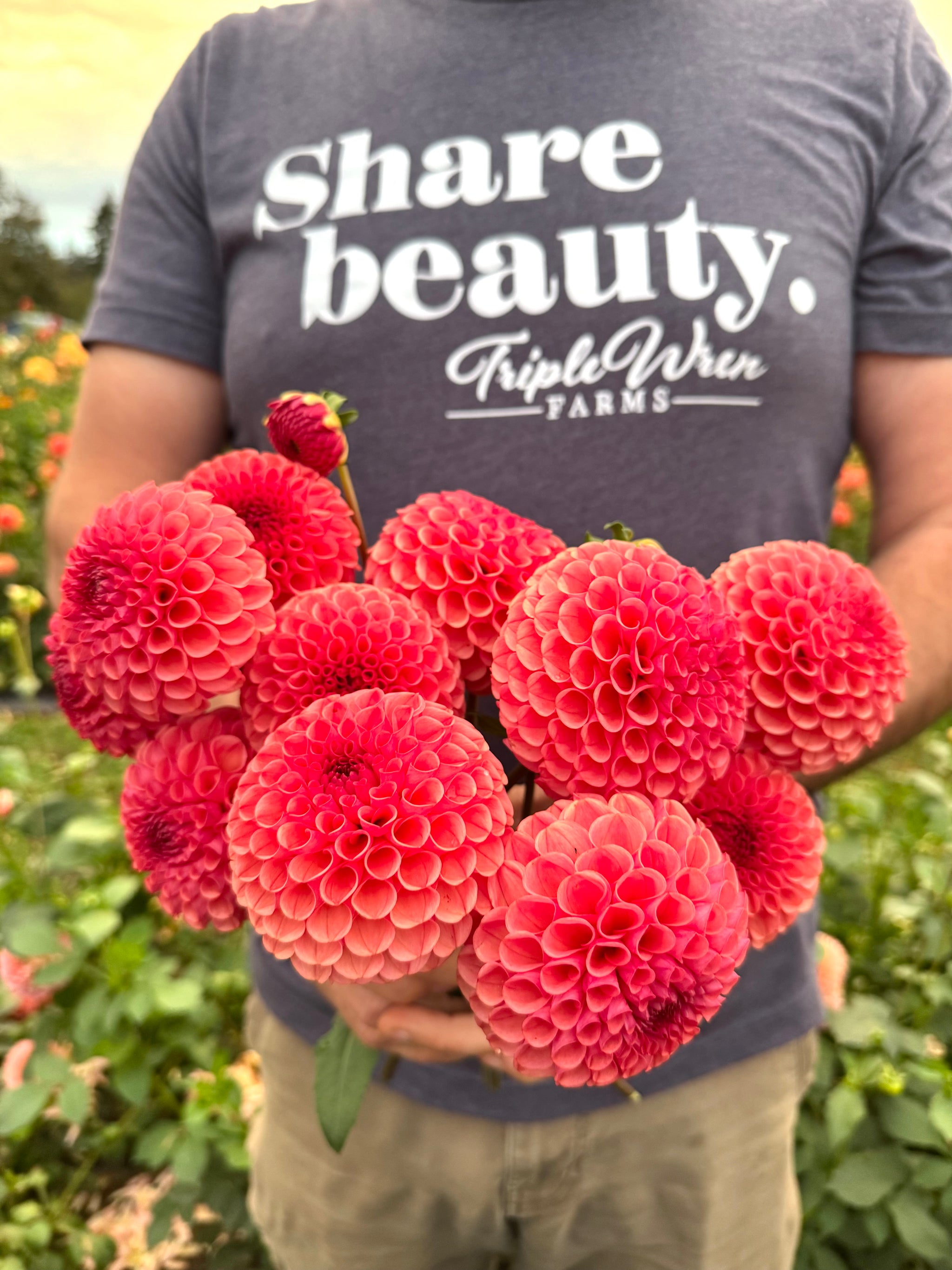 Rusty Triple Ferncliff Rusty Dahlia Tuber – Triple Wren Farms