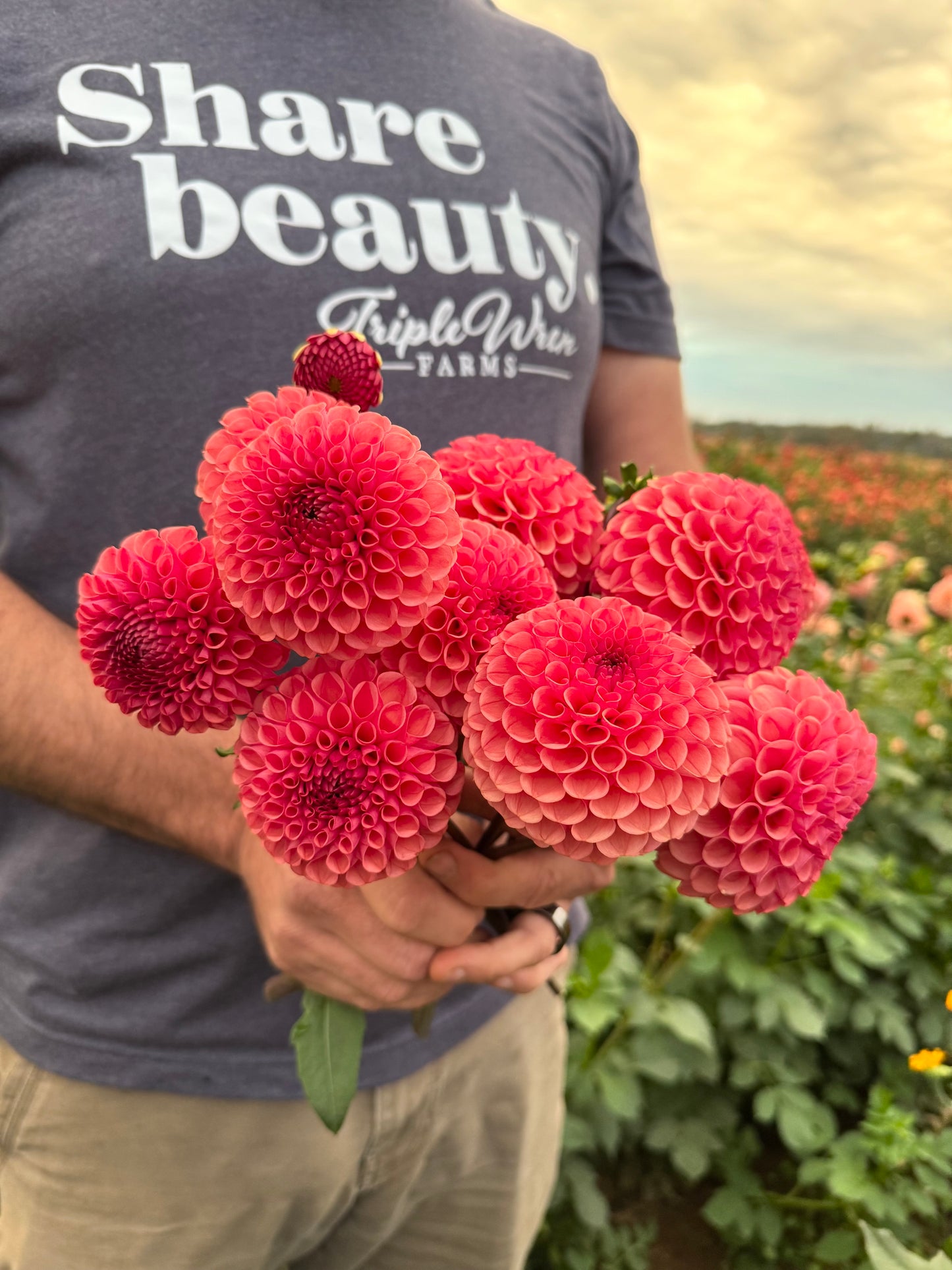 Ferncliff Rusty Dahlia Tubers from Triple Wren Farms