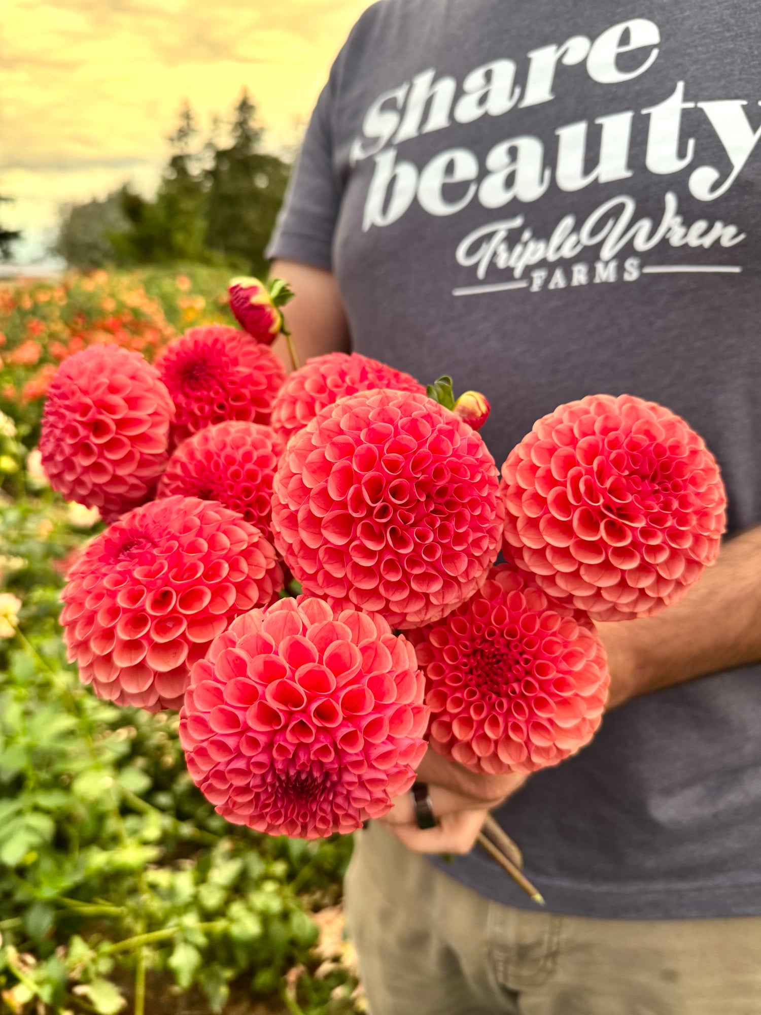 Ferncliff Rusty Dahlias from Triple Wren Farms