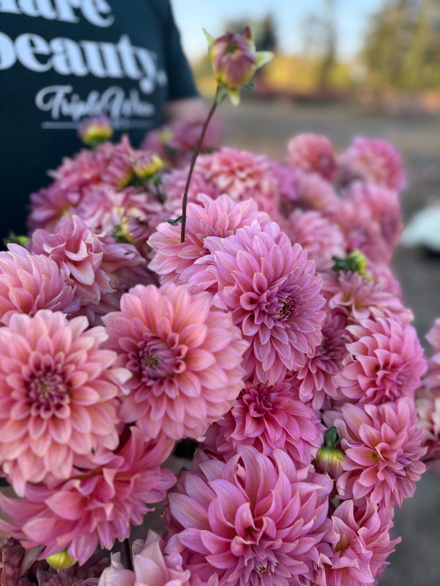 A close-up of a cluster of blooming pink dahlia flowers in full bloom, with a person wearing a black t-shirt partially visible in the background.