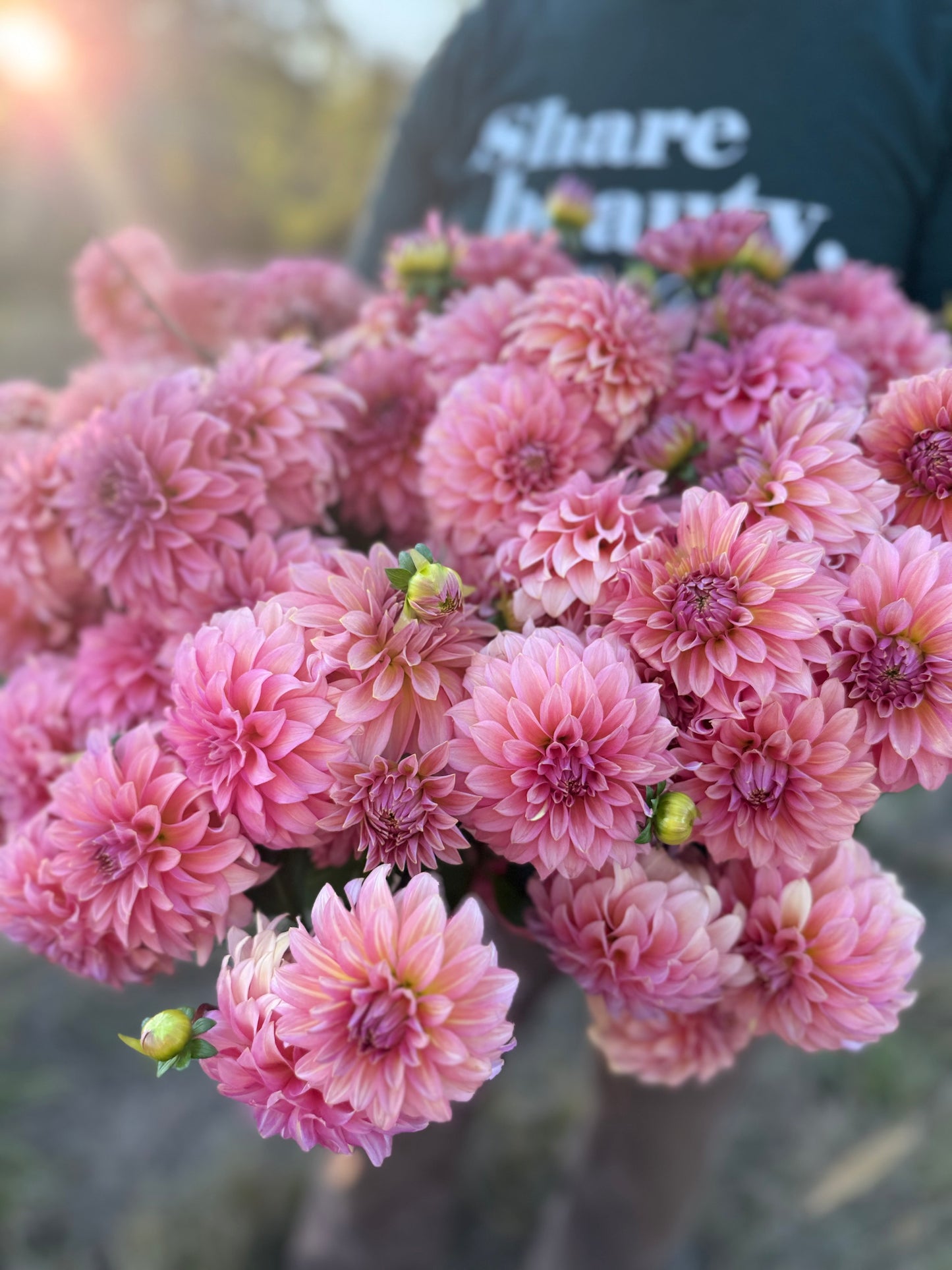 A close-up of a bouquet of pink dahlia flowers in full bloom, held by a person wearing a dark green t-shirt with 'share beauty.' printed on the chest.