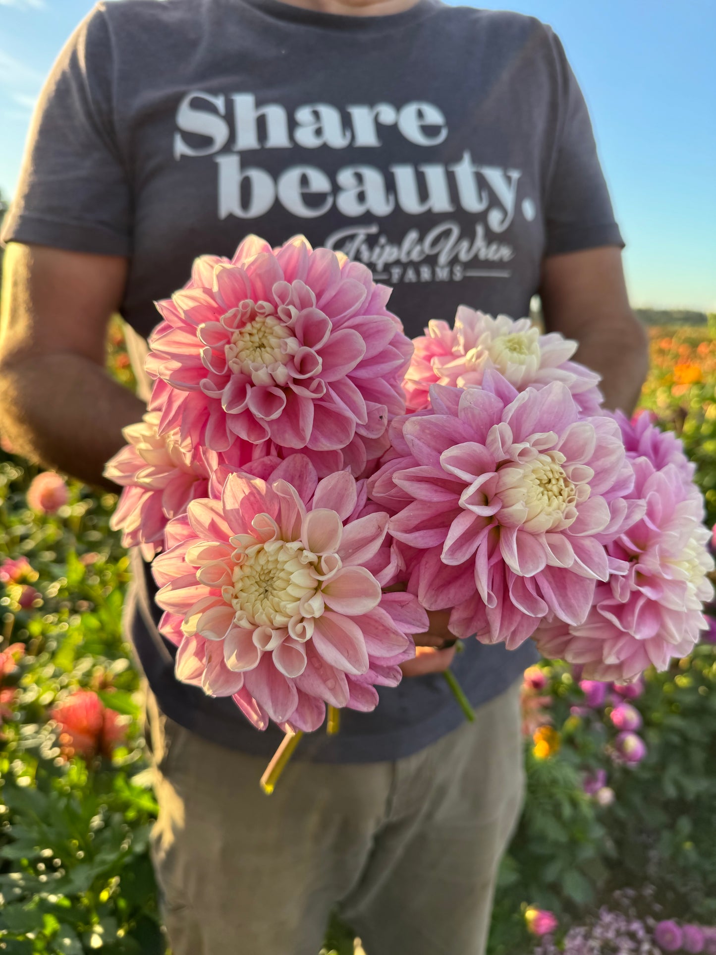 Buy Fluffles dahlia tubers from Triple Wren Farms