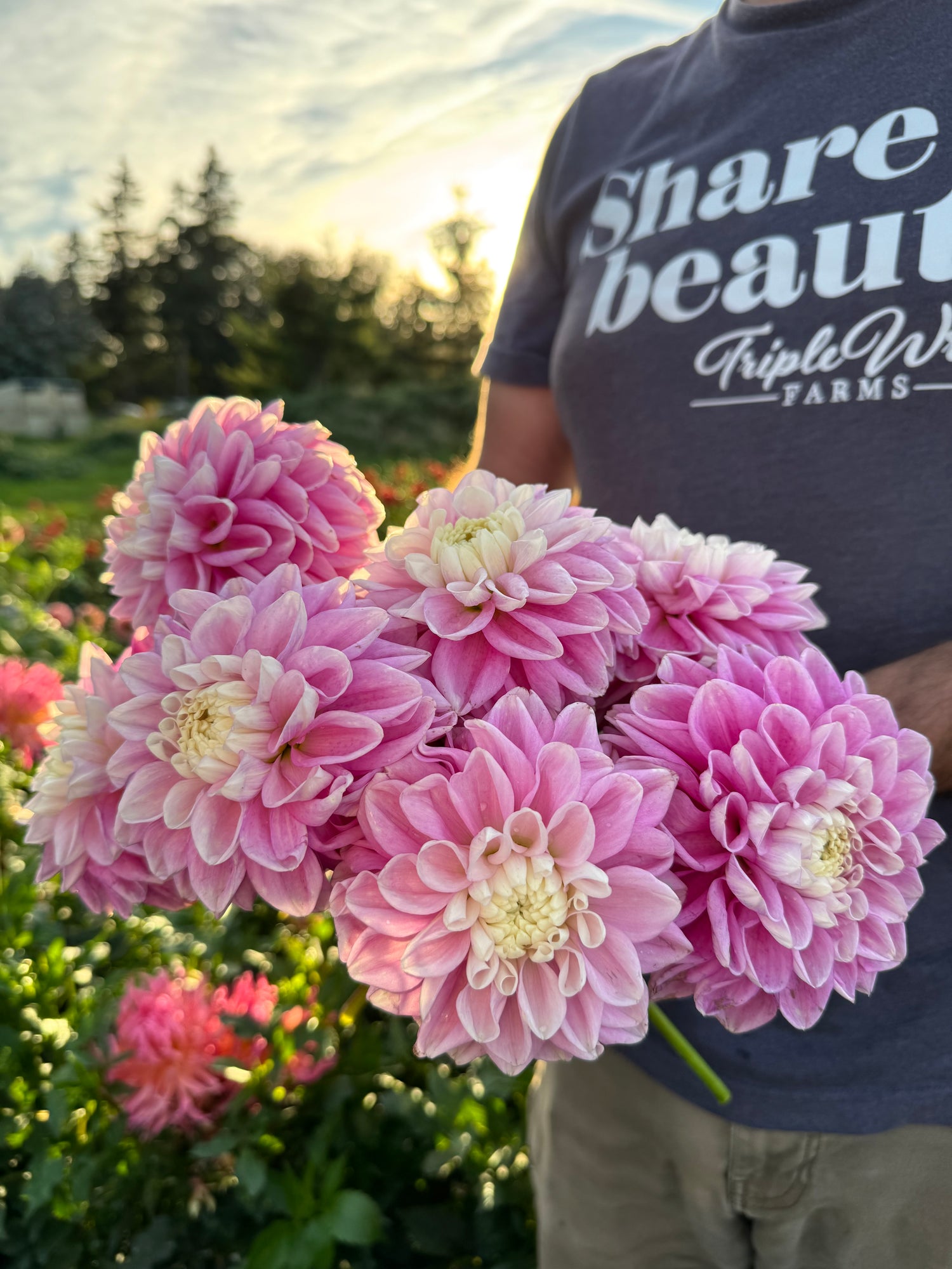 Buy Fluffles dahlia tubers from Triple Wren Farms