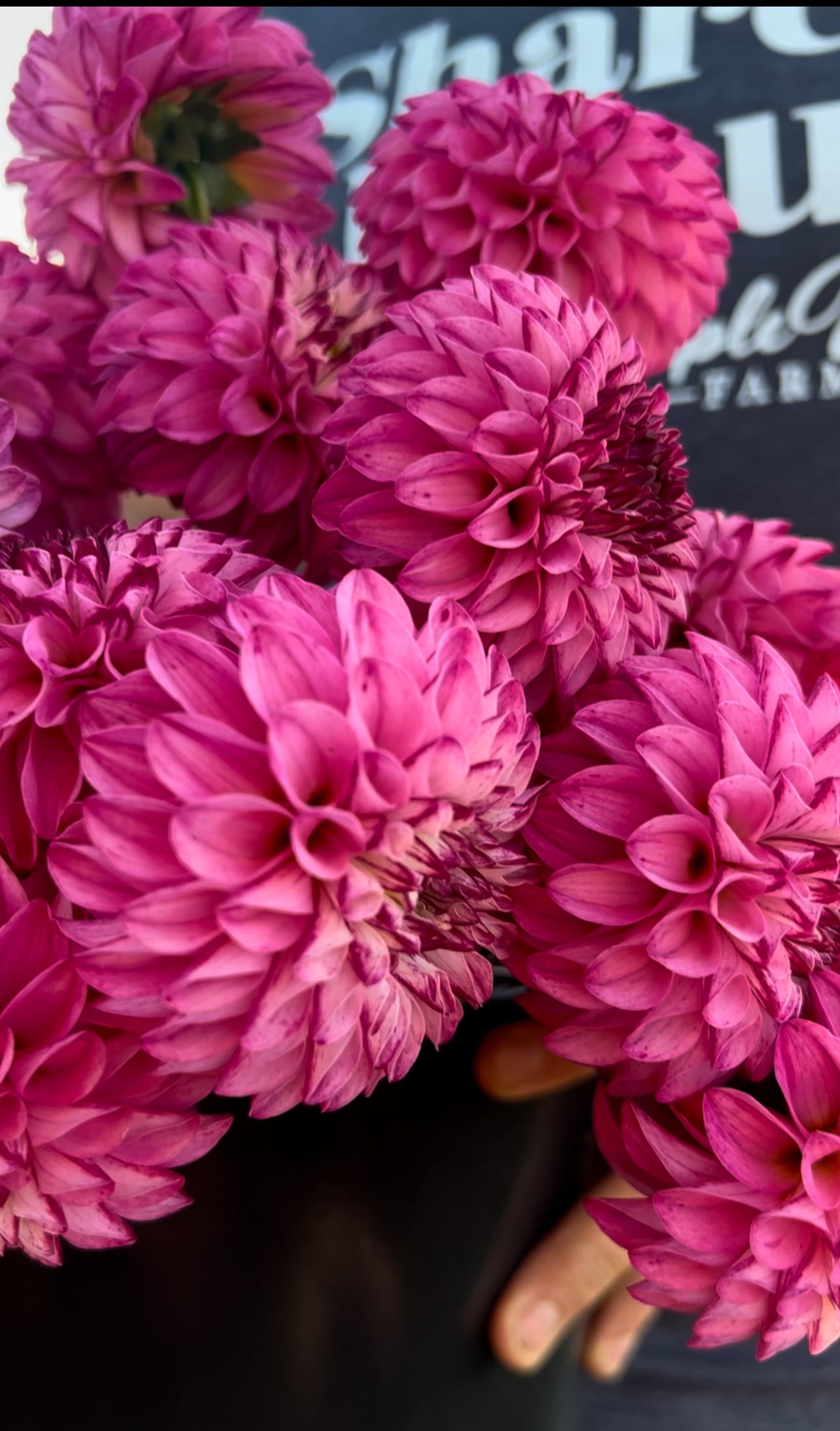 Bloomquist Better dahlias from Triple Wren Farms