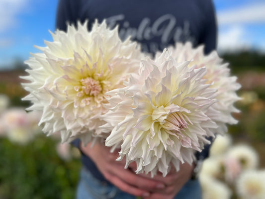 White and Cream KA's Cloud Dahlia Tubers from Triple Wren Farms