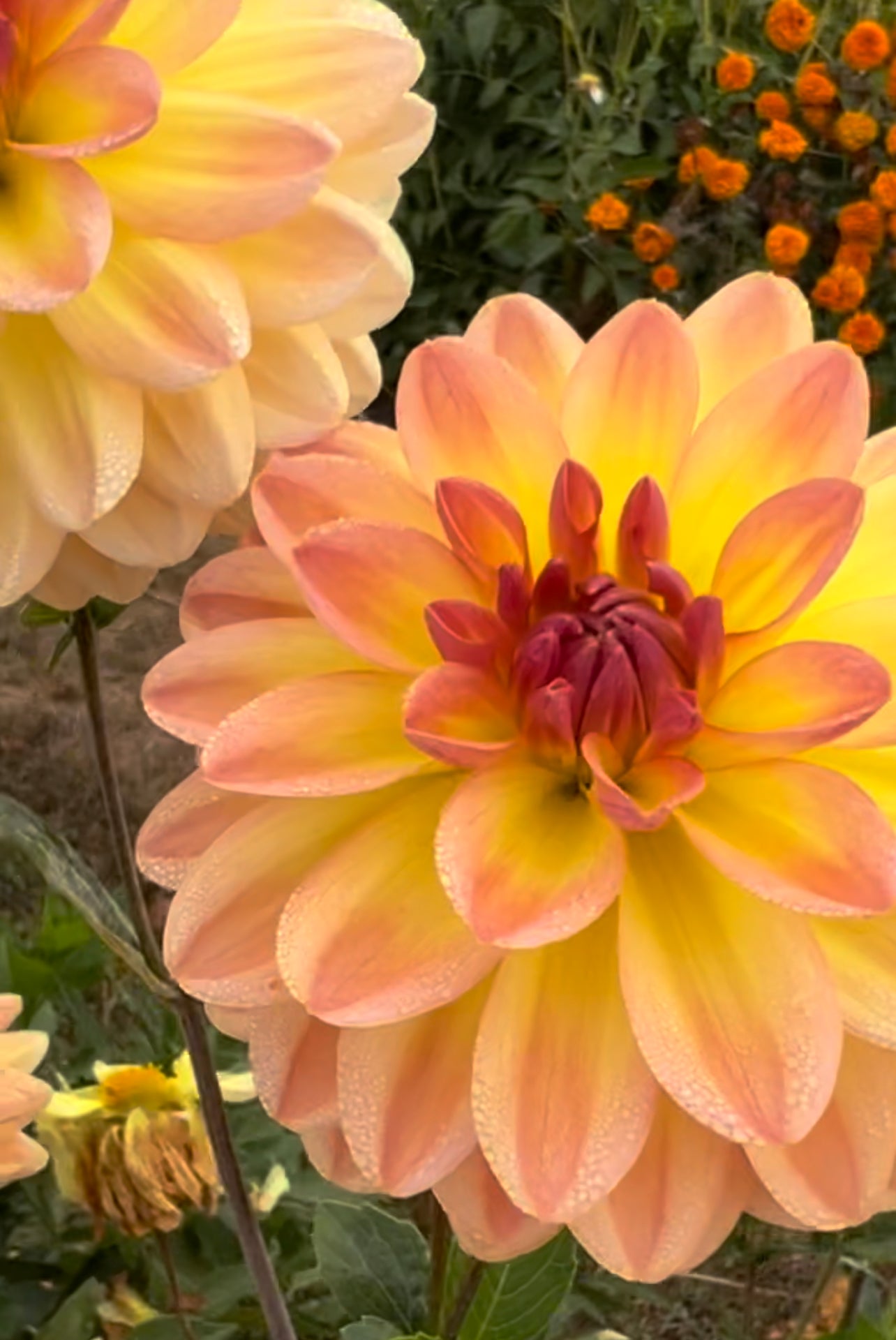 Golden and Honey and peach and Coral dahlia tuber Bloomquist Evening Glow from Triple Wren Farms 