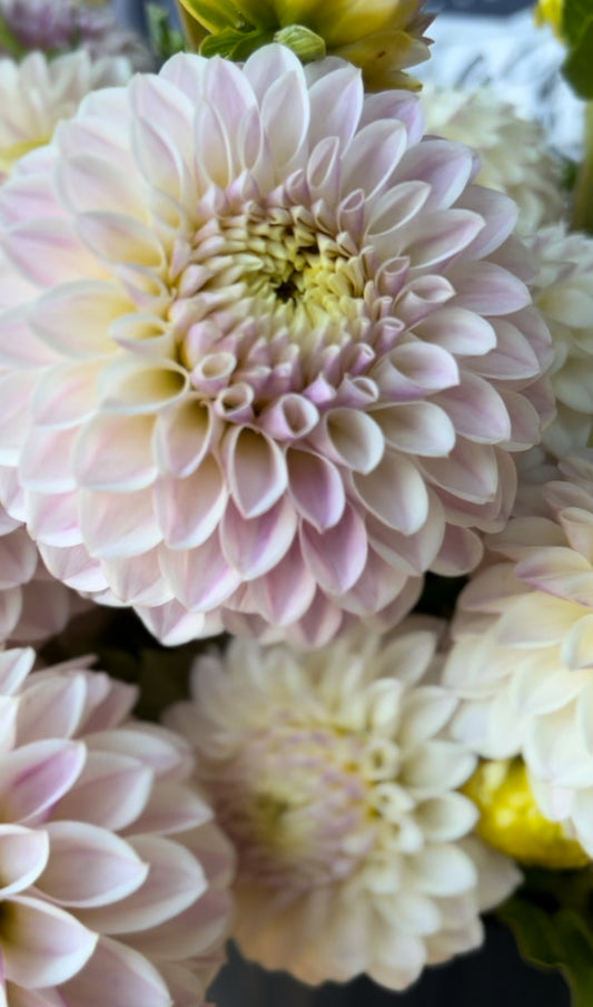 Tahoma Kelli Dahlia Tuber