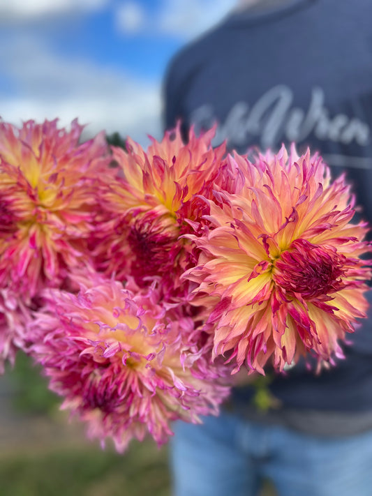 Myrtle's Folly Dahlia Tubers from Triple Wren Farms