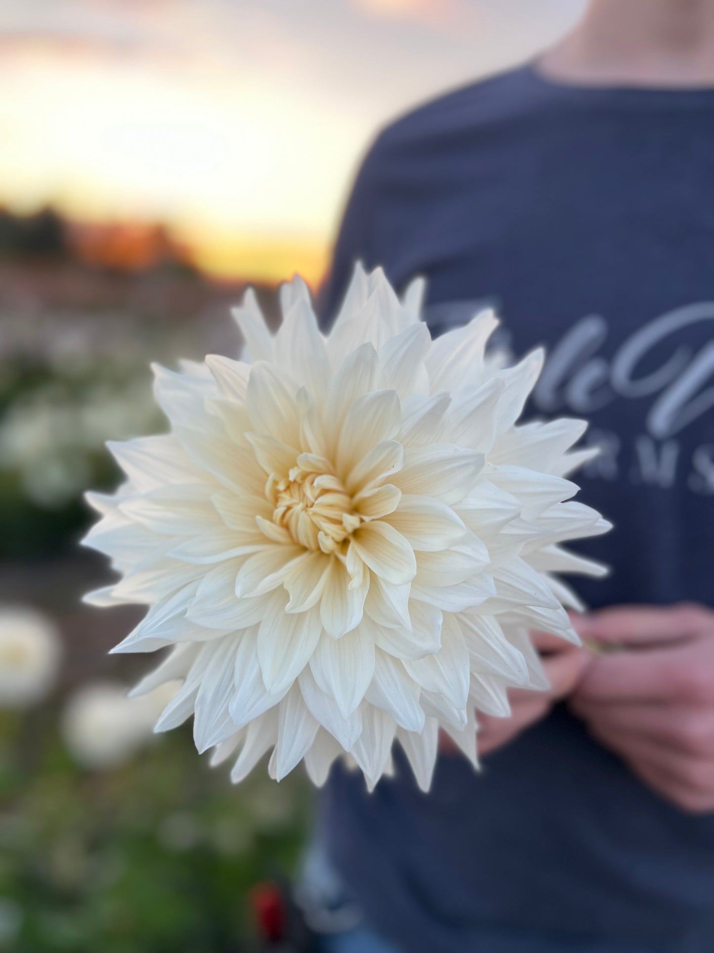 Roque Starburst Dahlia Tuber