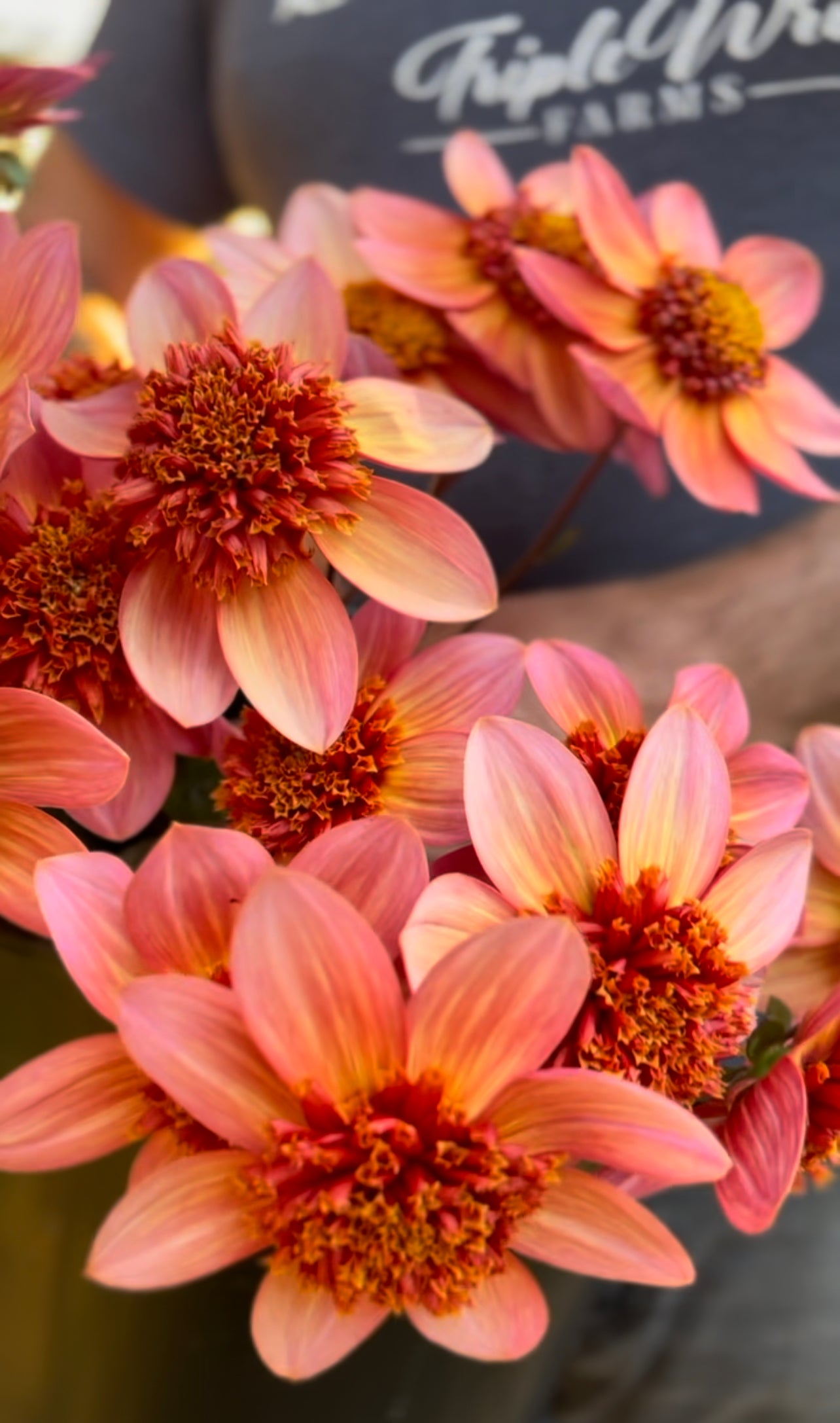 Totally Tangerine Dahlia Tuber