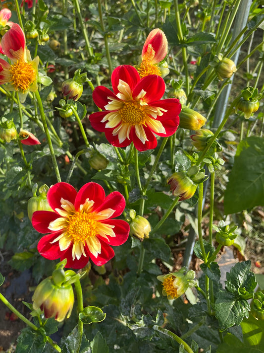 Red and yellow collarette dahlia