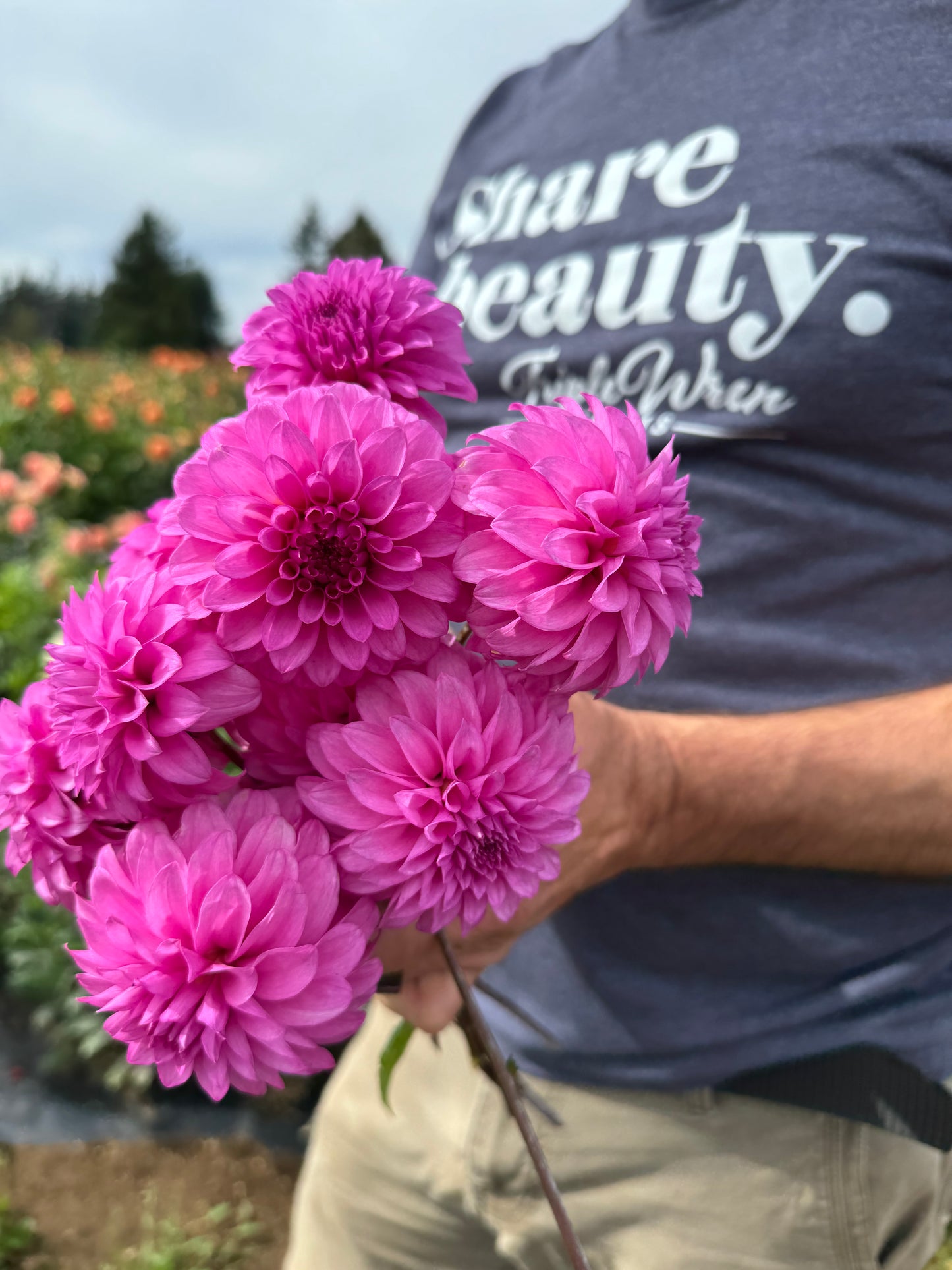 GG's Alessandro Dahlia Tubers from Triple Wren Farms